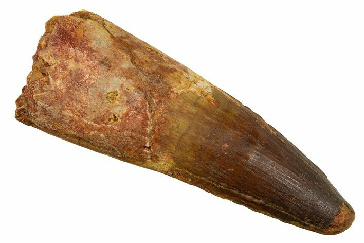 Real Spinosaurus Tooth - Robust Dinosaur Tooth #328047